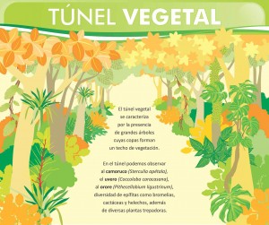 2 TÚNEL VEGETAL-1