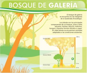 5 BOSQUE DE GALERÍA