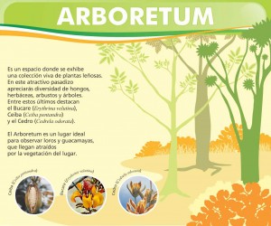 7 ARBORETUM