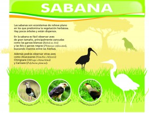 8 SABANA