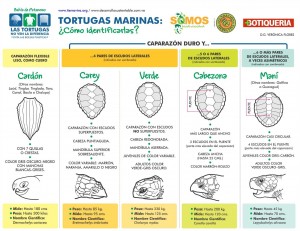 CLAVES IDENTIFICACIÓN TORTUGAS MARINAS