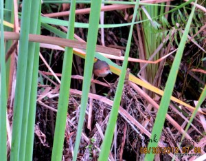 Cotarita de Costados Castaños (L.levraudi)