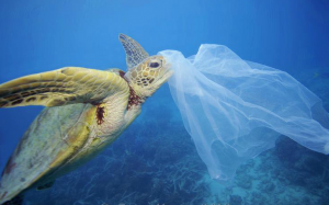 Tortuga y bolsa